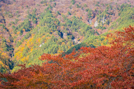 秋季枫树和其他树木周围的美丽山景