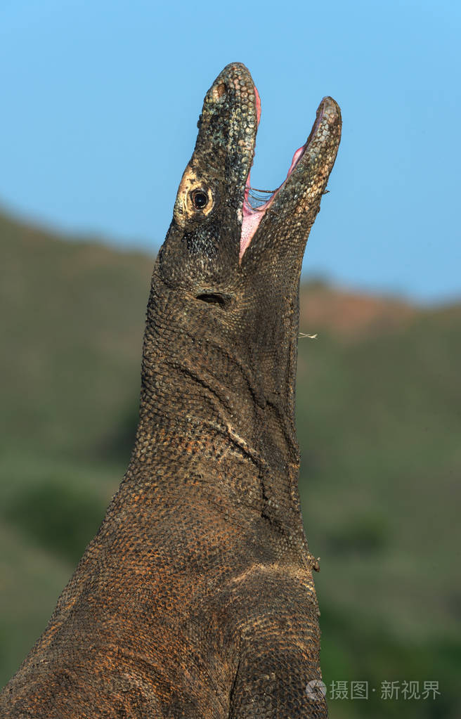 科莫多龙抬起头,张开了一张嘴. 世界上最大的活蜥蜴.