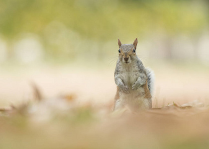 可爱的灰松鼠站着看草地上秋叶间的镜头