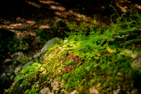 森林晴天地面模糊背景上覆盖着绿苔草的粗糙岩石表面