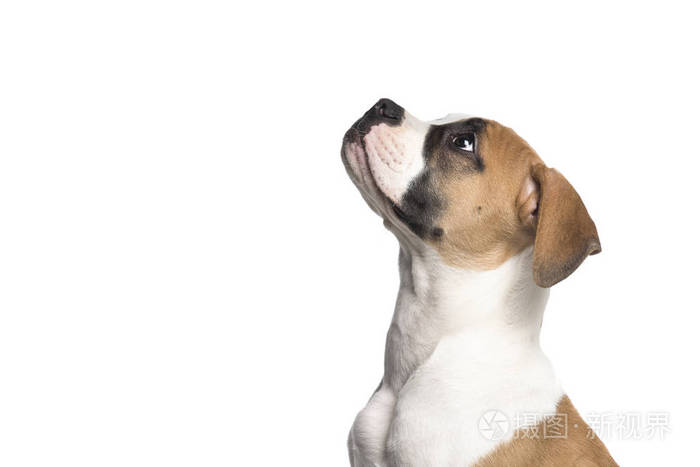 一只美国斗牛犬小狗的肖像 从侧面看 被孤立在白色背景上照片 正版商用图片17xbr6 摄图新视界