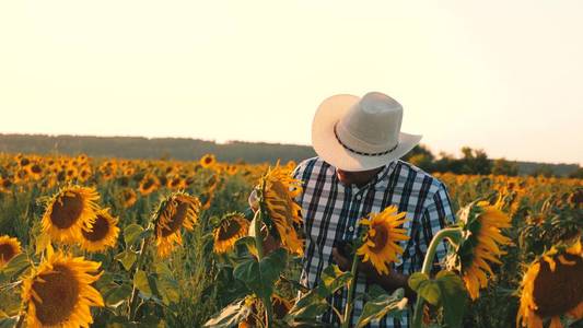 农学家人的花和葵花籽。商人用平板电脑用向日葵检查他的领域。农业经营理念。农民走在花丛中