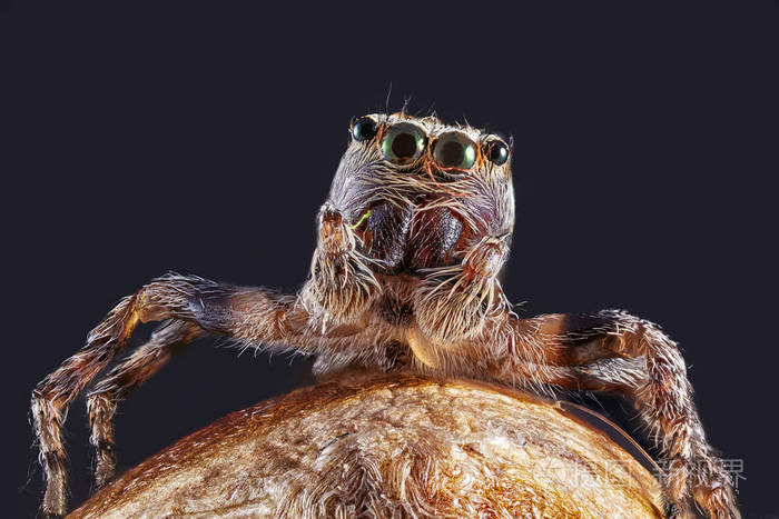 超级宏图像蜘蛛高倍率锋利细致眼睛和脸非常清晰堆叠照片