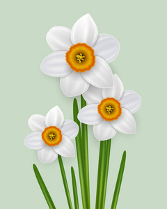 春天的花束水仙白花矢量插图。