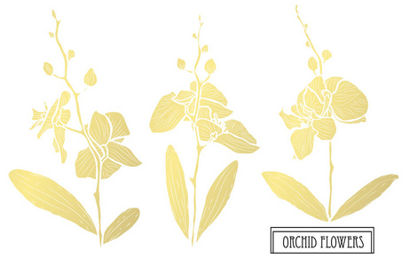 装饰兰花设计元素。 可用于卡片邀请横幅海报印刷设计。 金色花朵
