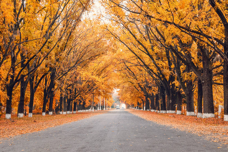 秋天树叶中的路和树的边缘