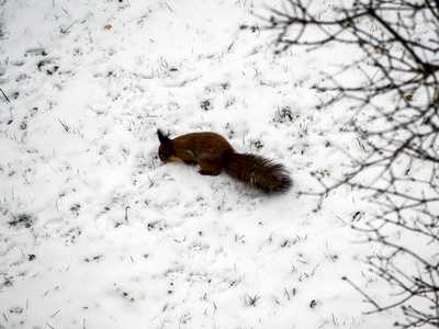 可爱的红色松鼠看冬天的扫描