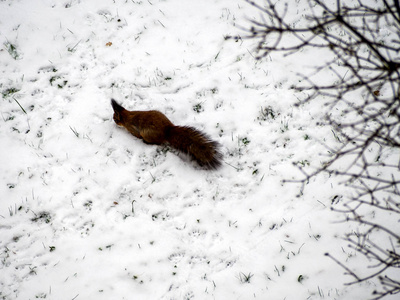 可爱的红色松鼠看冬天的扫描图片