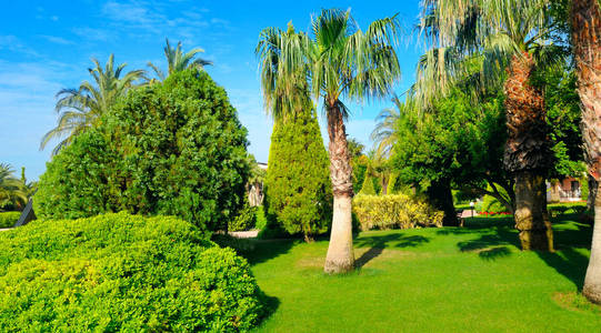 热带花园，有棕榈树和绿色草坪。 阳光明媚的一天。 宽的照片。