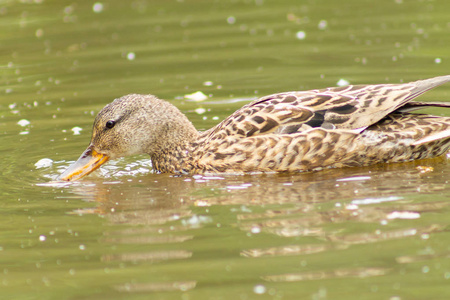 小鸭子在草地上寻找食物鸭子潜水寻找食物或自然花样游泳两只五颜六色