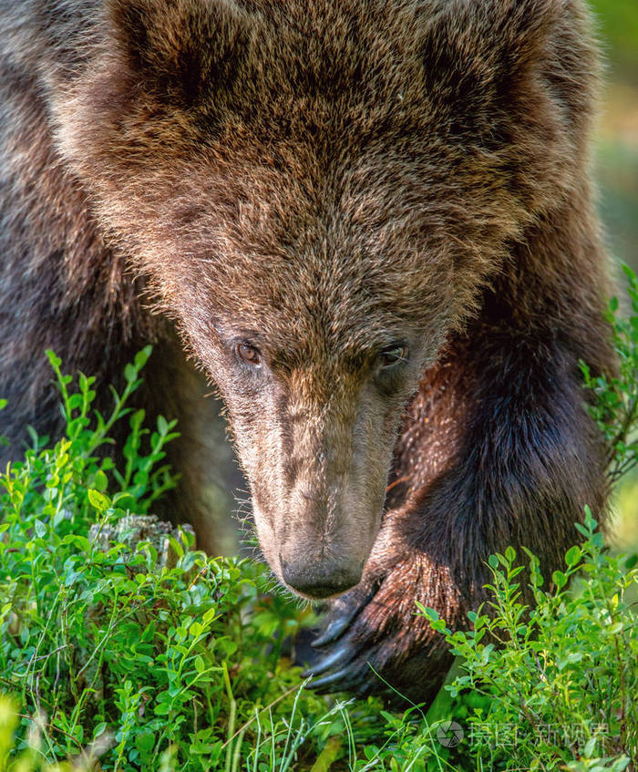 在晴天的夏天森林里特写棕熊的肖像绿色森林自然背景科学名称ursus