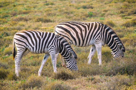 两只斑马在南非阿德国家公园吃草
