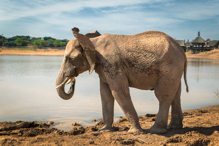 非洲大象站在南非的游戏保护区湖边
