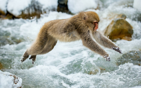 跳跃的猴子图片