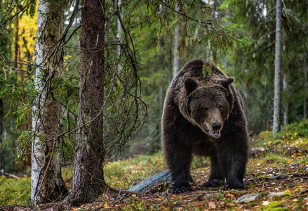 秋天森林里的棕熊。 科学名称ursusArctos。 自然栖息地。