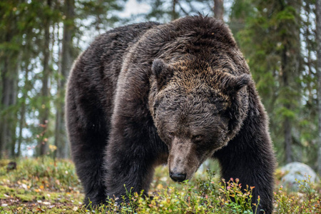 秋天森林里的棕熊。 科学名称ursusArctos。 自然栖息地。