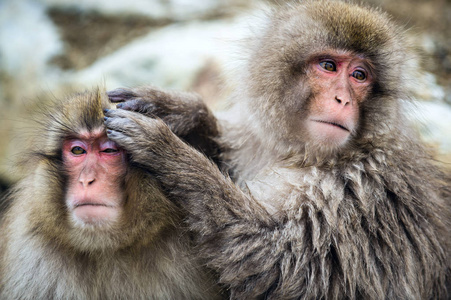 日本猕猴。清洁程序。日本猕猴学名猕猴，又称雪猴。