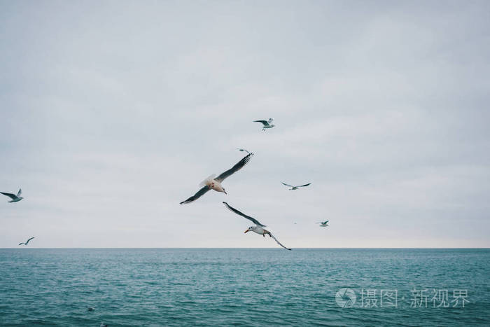 海鸥飞翔的海景美丽的野生鸟类盘旋在地平线上