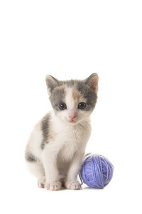 一只小猫，带着一个紫色的羊毛球，被隔离在白色的背景上
