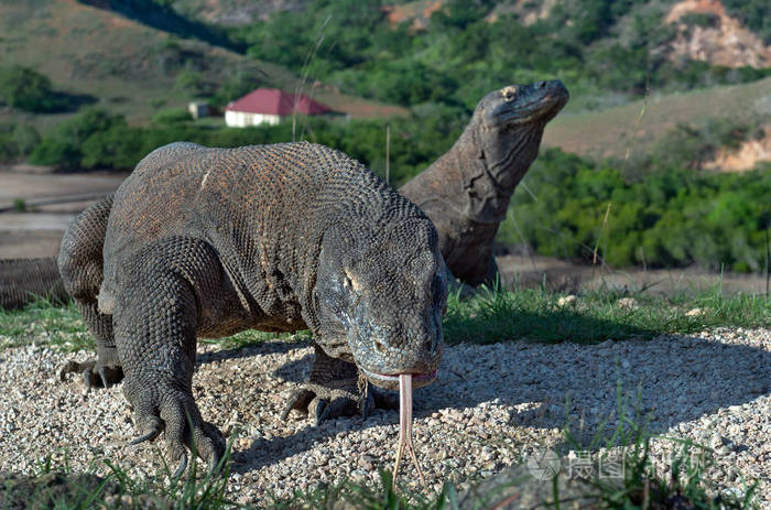 世界上最大的活蜥蜴在自然栖息地. 林肯岛.