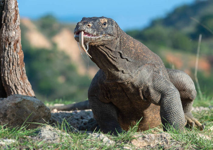 科学名称:komodoens is. 世界上最大的活蜥蜴在自然栖息地. 林肯岛.