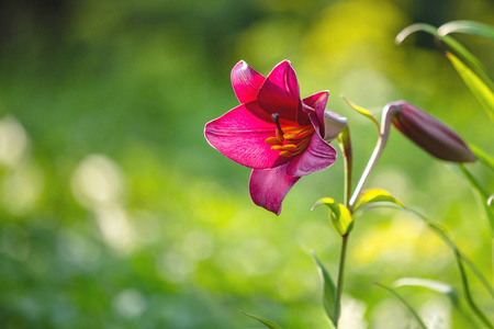 花园里的紫百合近在咫尺。 一朵百合花紫色。 模糊的绿色背景。 复制空间。 适合目录。 文本地点