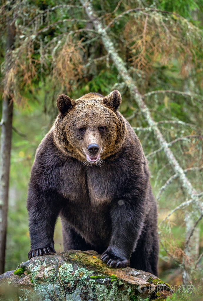 熊在岩石上秋天森林里的成年棕色大熊科学名称ursusarctos秋季自然