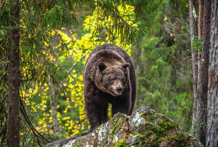 熊在岩石上。 秋天森林里的成年棕色大熊。 科学名称ursusArctos。 秋季自然栖息地。
