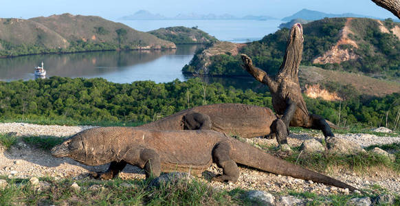 科莫多龙Varanuskomodoens is站在它的后腿上，嗅着空气。 它是世界上最大的活蜥蜴。 在林卡岛。 印度尼西亚。