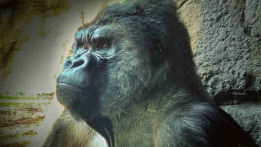 一只大型雄性大猩猩的头靠近。