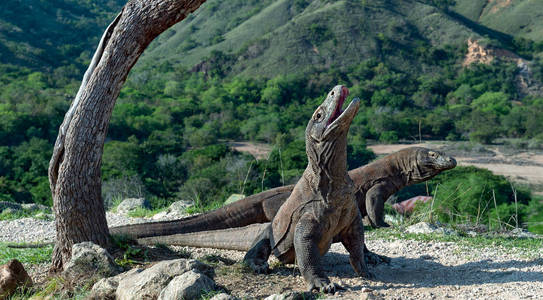 科莫多龙抬起头，张开了一张嘴。 世界上最大的活蜥蜴。 科学名称Komodoens is。 自然栖息地岛Rinca。 印度尼西亚