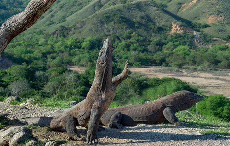 科莫多龙Varanuskomodoens is站在它的后腿上，嗅着空气。 它是世界上最大的活蜥蜴。 在林卡岛。 印度尼西亚。