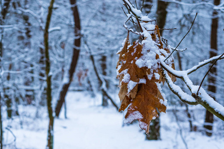 棕色的橡树叶挂在树枝上，覆盖在白色的白雪公主森林里，背景是树木