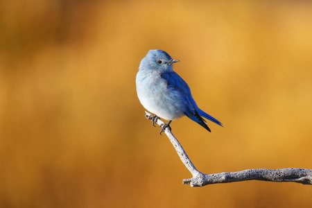 雄山蓝鸟坐在木棍上