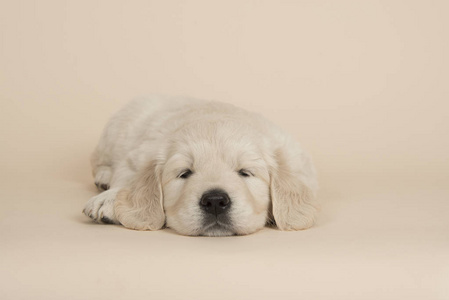 可爱的金毛猎犬小狗躺在沙滩上睡觉从前面看到的彩色背景照片