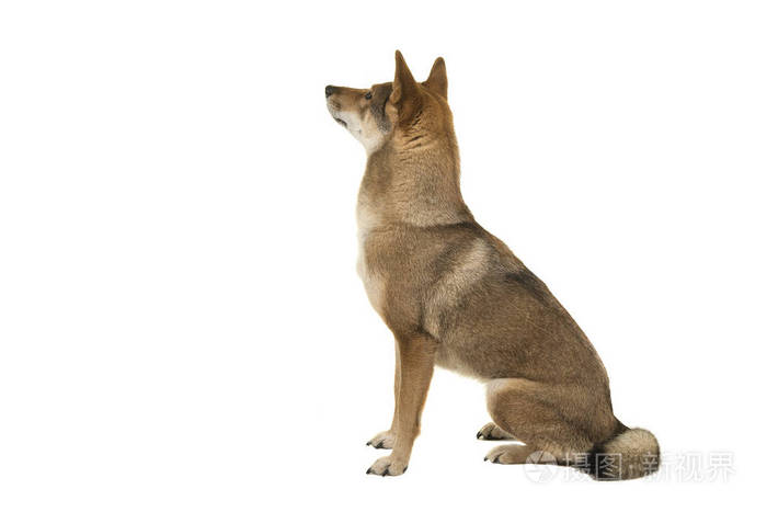 Shikoku狗坐着 抬头看着白色背景上孤立的背景照片 正版商用图片17xif2 摄图新视界