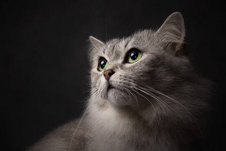 背景猫图片 背景猫素材 背景猫插画 摄图新视界