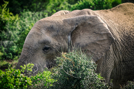 非洲大象在灌木丛中吃，在南非阿多国家公园近景
