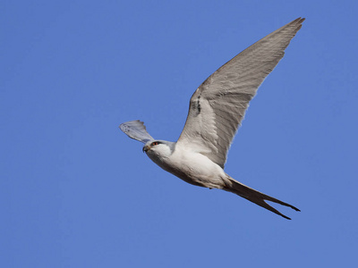 非洲燕子尾风筝飞行,背景是蓝天照片