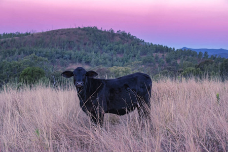 奶牛白天在昆士兰围场里。