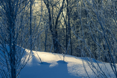 冬天森林里的白雪