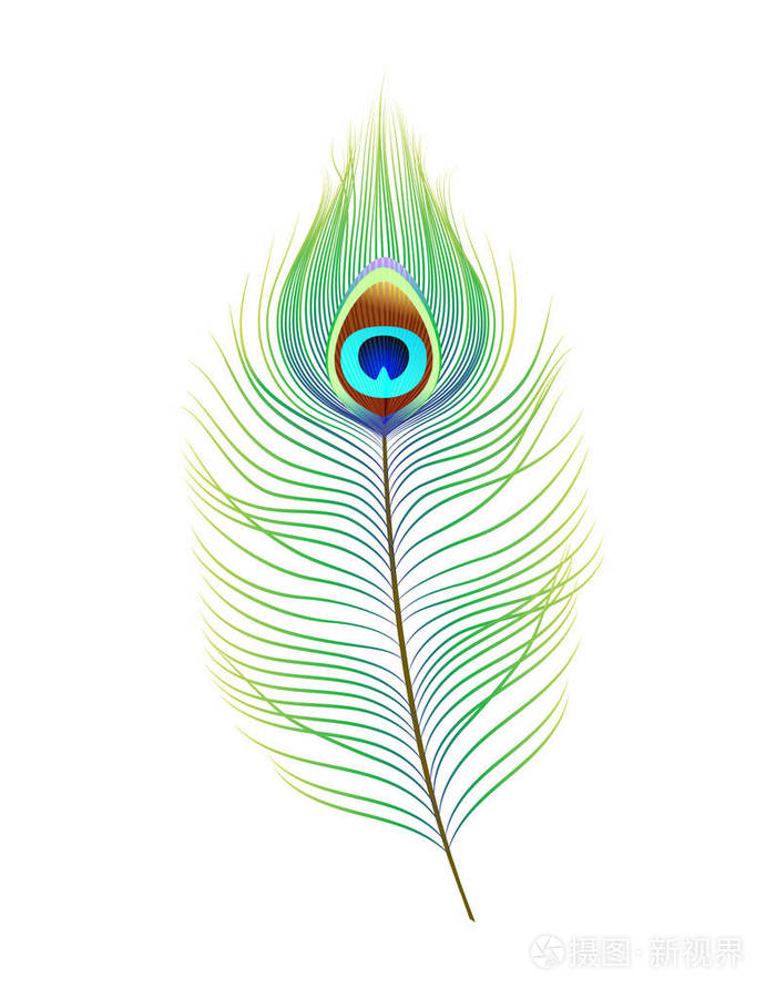 孔雀羽毛, 现实的向量例证.设计用装饰元素