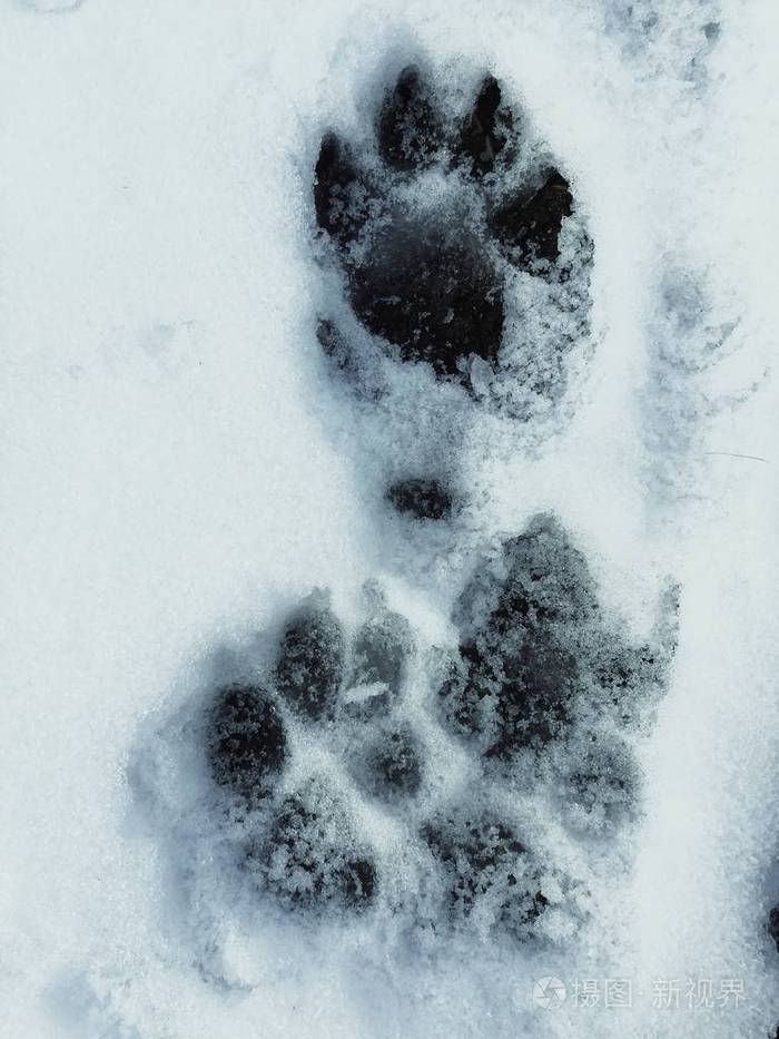 黄鼠狼雪地脚印图片图片