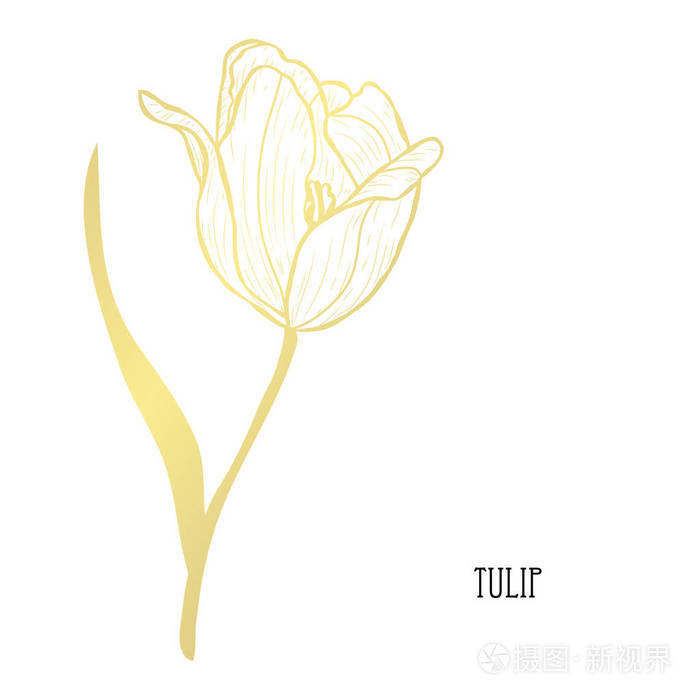 装饰郁金香花,设计元素.可用于卡片,邀请函,横幅,海报,印刷设计.