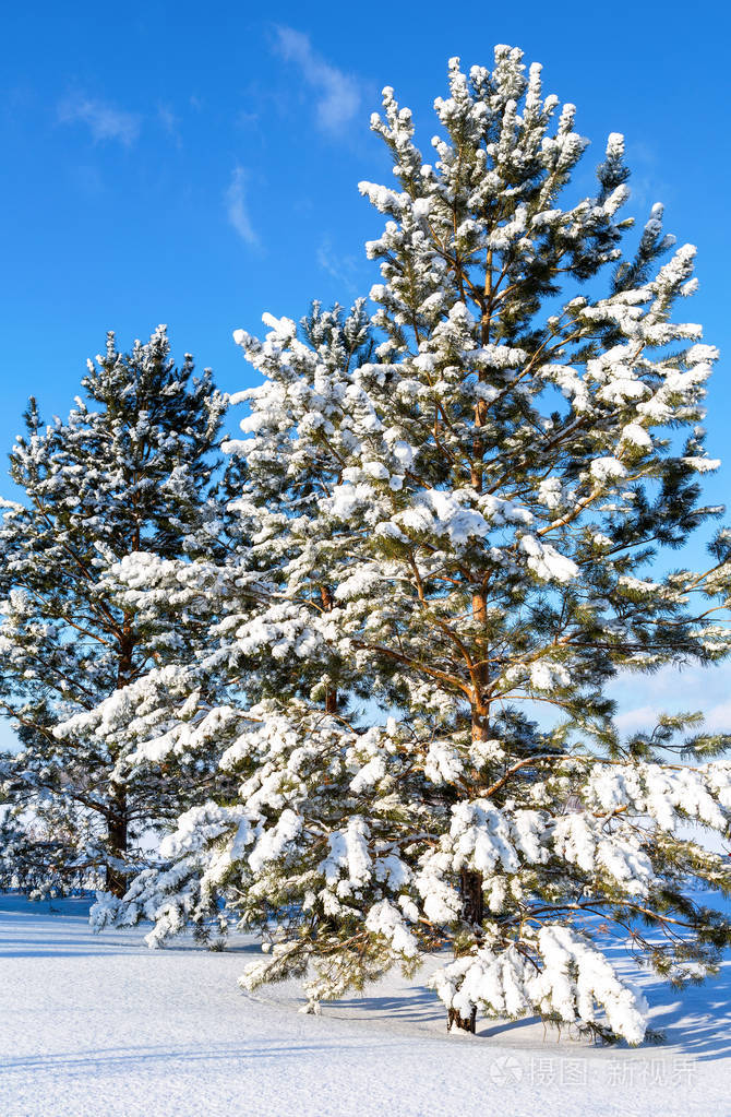 美丽的松树在冬天的霜天里覆盖着霜冻和雪