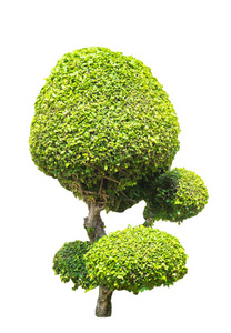 植物绿树绿化带图片-植物绿树绿化带素材-植物绿树绿化带插画-摄图新