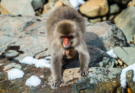 日本猕猴胸前有一只幼崽，在寒冷的冬天天气里使自己变暖。 吉科达尼公园。 日本长野。 日本猕猴科学名称马卡福斯卡塔雪猴。