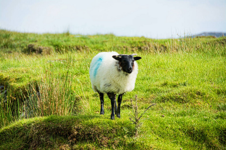 爱尔兰的风景。 加威县康奈马拉放羊
