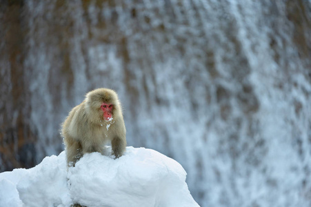 日本猕猴靠近天然温泉。 日本猕猴科学名称马卡福斯卡塔也被称为雪猴。 自然栖息地冬季季节。