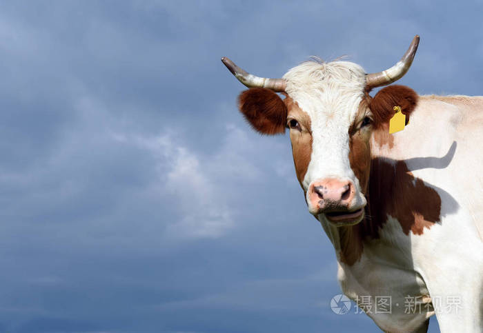 一头牛顶着天空